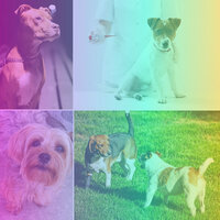 Carefree Moods for Evening Dog Park - Relaxation Music For Dogs