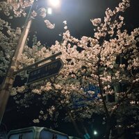 Miss Memory - ForgetMeNow & nevertried