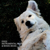 Pets Harmony Music - The Solfeggio Peace Orchestra & Alpha Waves Concentration & Classical Music For Relaxation