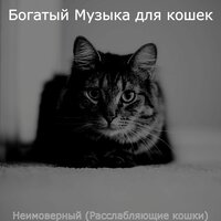 Мечты (Кошки) - Богатый Музыка для кошек