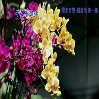 望月想愛人 - Qing Chi Liu