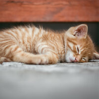 Lost in Zen - Music for Pets Library & Jazz Music Therapy for Cats & Music For Cats Peace