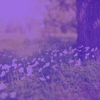 Pulsating Morning Meditation - Armenian Duduk Society