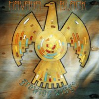 Sunflower - Havana Black