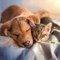 Tonos Tranquilos Para Una Velada Tranquila Con Mascotas - Reiki para animales & Armonía para animales & Reposo total