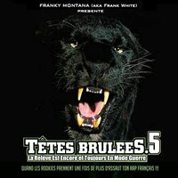Pitbull - Brahi