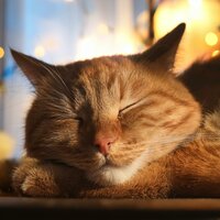 Sonidos De Gatos Curiosos - Barba superior & Sueños Felinos & Relajación Musical para Gatos