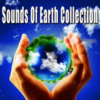 Steady Rainfall with Rain Drops and Runoff (Storm Ambience Sound Effects) - Nature Soundscapes