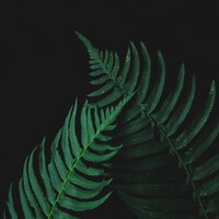 Breath of the Wind - Alpha Brain Waves & Yoga Rain & The Rainforest Collective
