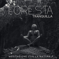 All'interno della foresta - Musica Relax Academia