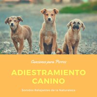 Suavemente - Musica Relajante Specialistas