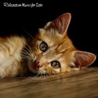 Hand in Hand - Music For Cats & Cat Music & Calm Music for Cats