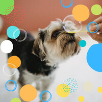 Astounding Chill Dogs - Dog Separation Anxiety Music