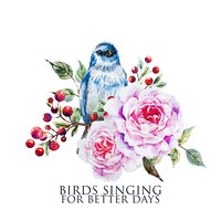 Birds by Night - Singing Birds Zone