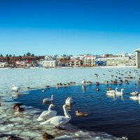 Birds&child - Ahntow