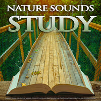 Study Relaxation Music - Study Music & Sounds & Binaural Beats Study Music & Study Alpha Waves