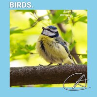 Crackling Sound of Birds in Quite Christmas to help you relax - Bird Sounds & Nature Ambience & Loopable Ambience