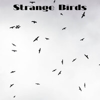 Birds Fighting - Earth Passion