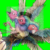 Cocoon - Gouldian Finch & Vuyo