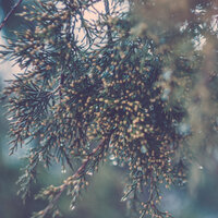 Mente Tranquila - Dormir & Naturaleza & Sonido de lluvia