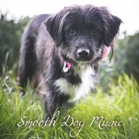 Can I Read Your Mind - Music for Calming Dogs & Sleepy Dogs & Relaxing Music for Dogs