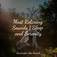 Calm Spa Music - Natural Sample Makers & SleepTherapy & Yoga Trainer