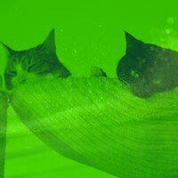 Созерцая (Кошки) - Кошачья музыка гостиная