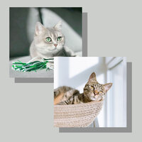 Ballad Jazz Soundtrack for Cat Love - Music For Cats