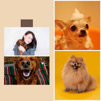 Feelings - Dog Parks - Relaxing Dogs