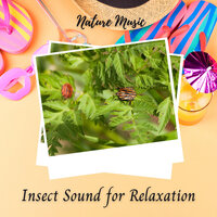 Soothing sound of crickets - Weather and Nature Recordings & Natural White Noise & Music for Working