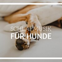 Musik zur Verbesserung der Stimmung Ihres Hundes - Entspannungsmusik Dream