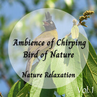 Mourning Dove Sound - Nature's Noise & Best Relaxing Spa Music & Music of the Forest