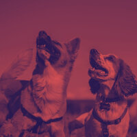 Mysterious Jazz Saxophone - Vibe for Dogs - Dog Jazz Sounds