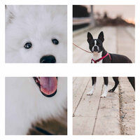 Vintage Ambiance for Chilling Your Dog - Dog Calming Music