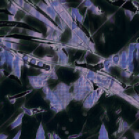Purplenight - MCXVAME