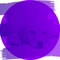 Background for Doggy Stress - Dog Relaxation Music