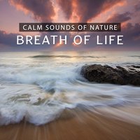 Mind and Body Connection - Liquid Relaxation Oasis
