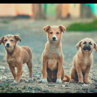Lovely (Resting Puppies) - Marvellous Dog Calming Music