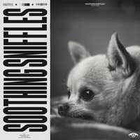 A Still Moment Within Time - Music for Calming Dogs