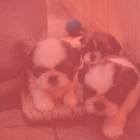 High Class Doggy Daycares - Dog Music Experience
