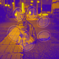 Wonderful Backdrops for Kitten Anxieties - Sleepy Cats