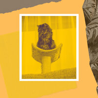 Scintillating Cute Cat - RelaxMyCat