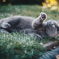 Early Sunrise - Jazz Music for Cats & Cats Music Zone & Calm Music for Cats