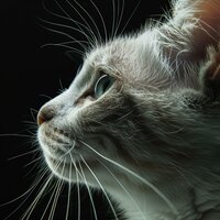 Catnaps Curled in Calm - Kitten Music Therapy & Misha861 & Best Cafe Chillout Mix