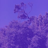 Впечатление - Арфы