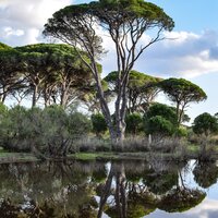 Calming Breeze - Ambient Music Therpy & Spa Zen & Rain for Deep Sleep