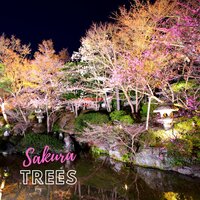 Cherry Blossom - Katie Bliss