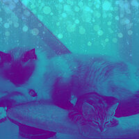 Joyful Ambiance for Home with Cats - Relaxing Music for Cats