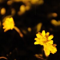 утопия - макулатура
