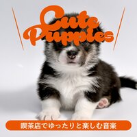 Minor Chords - Cute Puppies